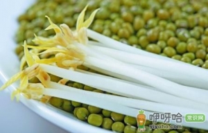 绿豆芽怎么做好吃？绿豆芽的营养价值、功效与作用