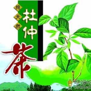 杜仲茶的作用与功效-杜仲茶的冲泡方法