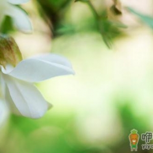 谷雨时节吃槐花 槐花的吃法