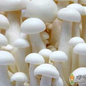 怎么分辨有毒蘑菇？教你挑蘑菇的技巧