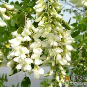 孕妇能吃槐花吗？孕妇能吃槐花蜂蜜吗