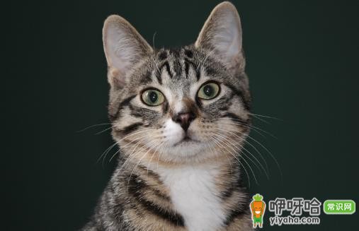 对于猫狗来说必不可少的水果 水果摄入同样特别重要