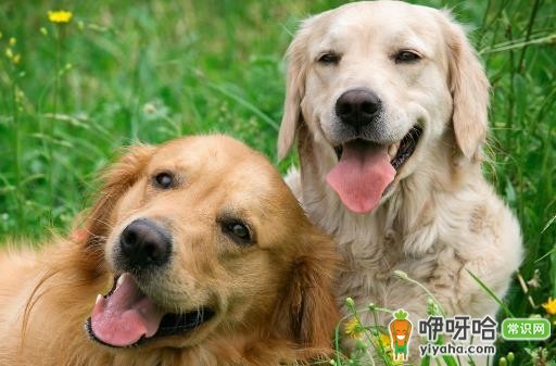 夏天狗狗是否能吃西瓜 科学喂养让狗主子健康度夏