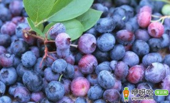 蓝莓增强记忆力及自身免疫力 吃蓝莓的禁忌