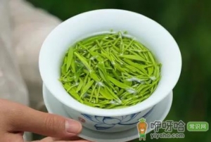 信阳毛尖是绿茶吗