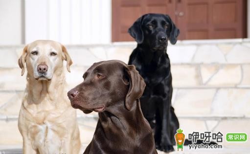 拉布拉多犬AKC标准揭秘 快来看看你家宝贝品种纯不纯