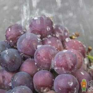 清洗葡萄的小技巧 洗出的葡萄干净好吃