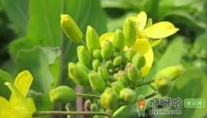 小雪节气能不能种油菜