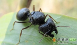 蚂蚁放进微波炉里加热会死吗